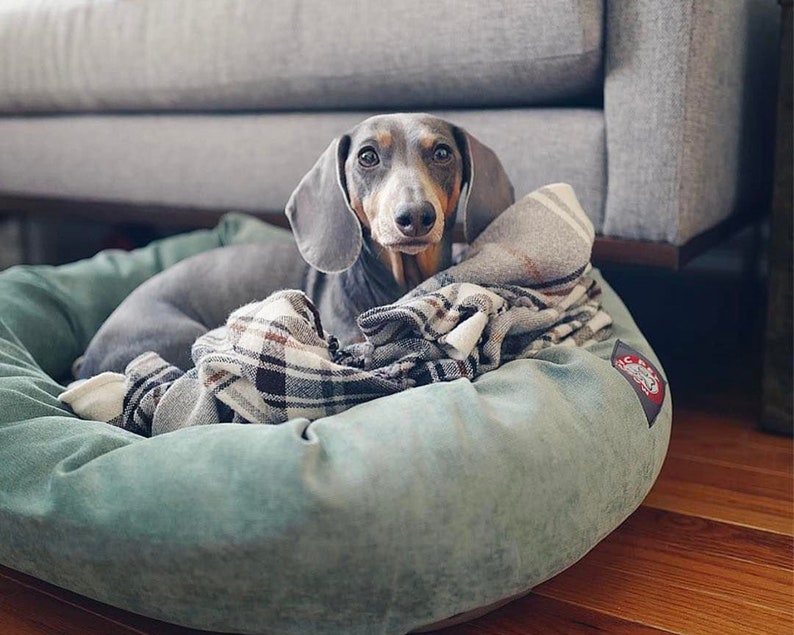 May include: A grey and brown dachshund dog is lying in a green dog bed. The dog is covered with a plaid blanket. The dog bed is round and has a raised edge.