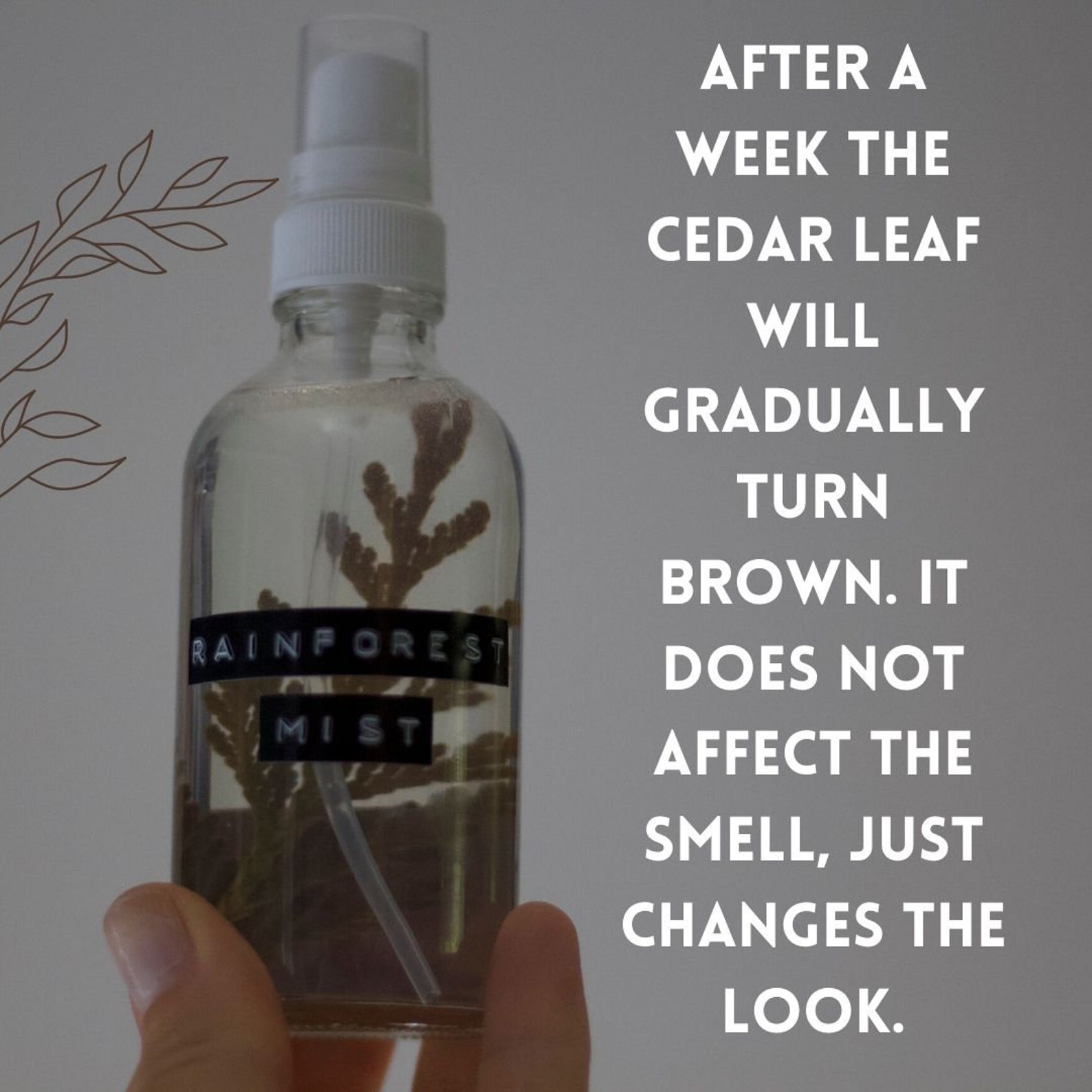 Rainforest Mist Natural Room/body Spray Essential Oil Air Etsy Canada