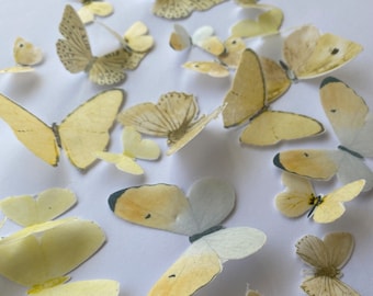 Farfalle commestibili pretagliate di ostia gialla