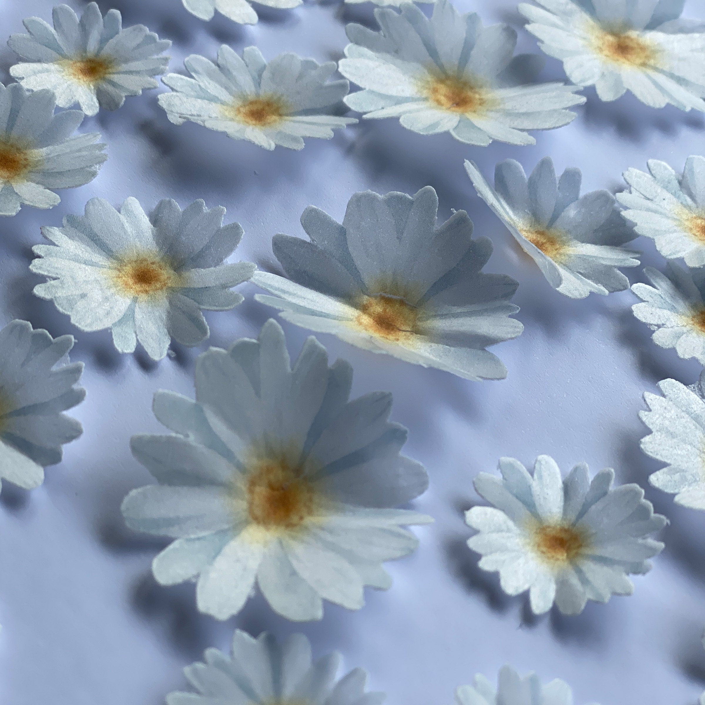 Precut Edible Wafer Daisies Flowers Etsy Australia