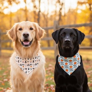 May include: A golden retriever and a black Labrador retriever sitting side by side. The golden retriever wears a white bandana with a black and orange Halloween pattern. The black Labrador wears a light blue bandana with orange pumpkins and the text Mommy's Little Pumpkin.