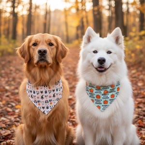 May include: A golden retriever and a white Samoyed dog wearing triangular pet bandanas. The golden retriever wears a white bandana with a pattern of small Halloween icons. The Samoyed wears a light blue bandana with orange pumpkin graphics and the text Mommy's Little Pumpkin.