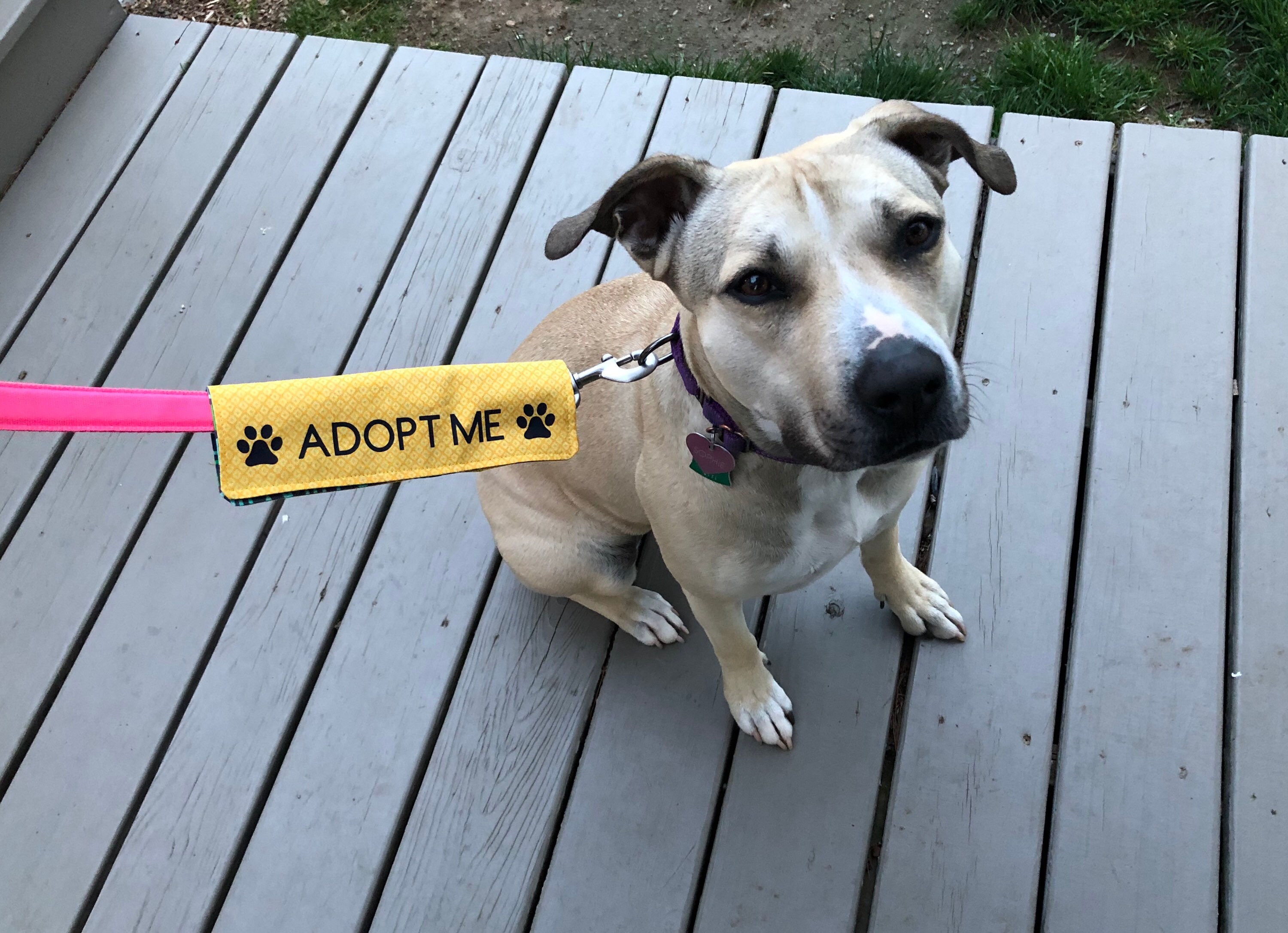 Adopt Me Leash Sleeve Dog Adoption Accessories for Dog Etsy