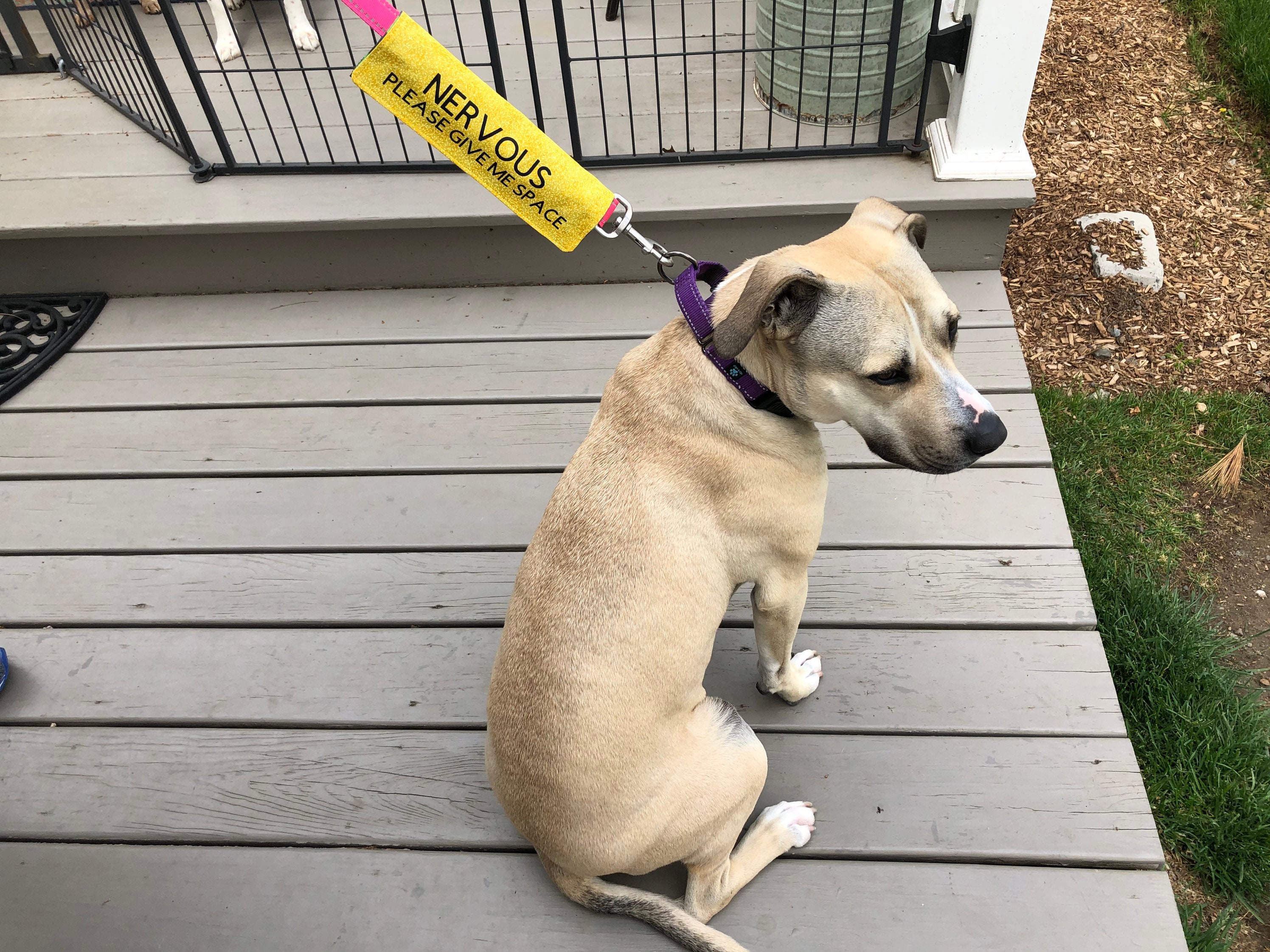 reactive dog harness