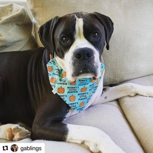 May include: A black and white Boxer dog wearing a light blue triangular pet bandana. The bandana features a repeating pattern of orange pumpkins and the black text "MOMMY'S LITTLE PUMPKIN" printed across the fabric in a clear, legible font.
