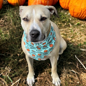 May include: A light tan dog with dark eyes and a black nose wearing a light blue bandana. The bandana features a repeating pattern of orange pumpkins and the black text "MOMMY'S LITTLE PUMPKIN" printed across the fabric in a clear, sans-serif font.