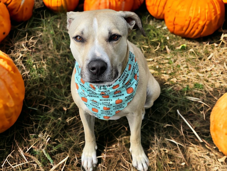 May include: A light tan dog with dark eyes and a black nose wearing a light blue bandana. The bandana features a repeating pattern of orange pumpkins and the black text "MOMMY'S LITTLE PUMPKIN" printed across the fabric in a clear, sans-serif font.