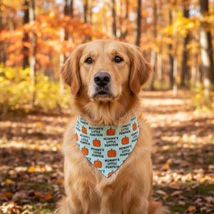 May include: A golden retriever wearing a light blue triangular pet bandana featuring a repeating pattern of orange pumpkins and the black text "Mommy's Little Pumpkin" printed across the fabric in a clear, legible font style.