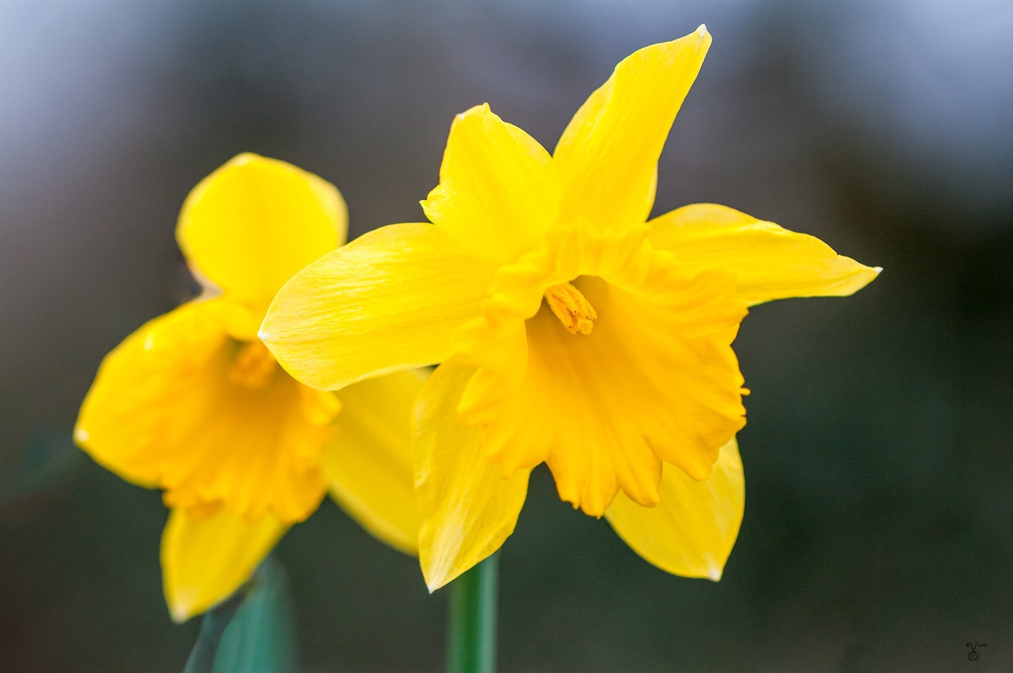 Yellow Daffodils The Daffodil is Wales national flower spring Etsy