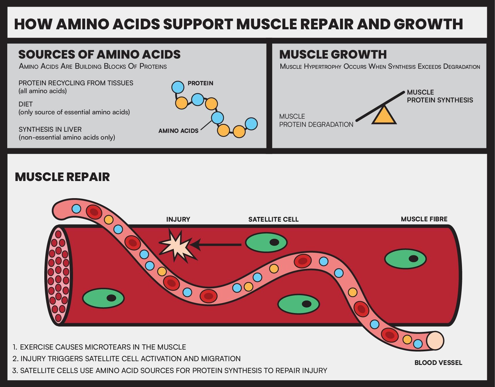 How Amino Acids Support Muscle Repair and Growth – Educational Graphic ...