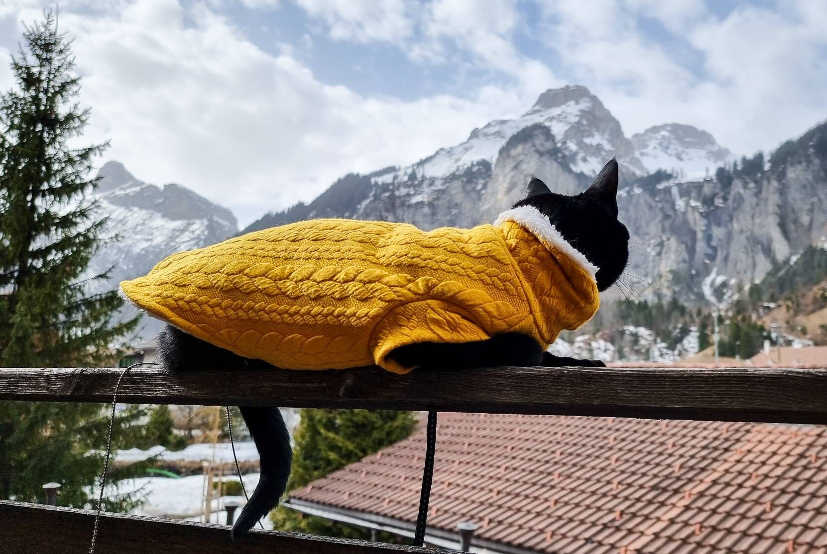 Warm CAT Sweater CAT Winter Vest Cable Knit Cat Sweater Teddy Fleece Warm Cat Jacket Etsy Canada