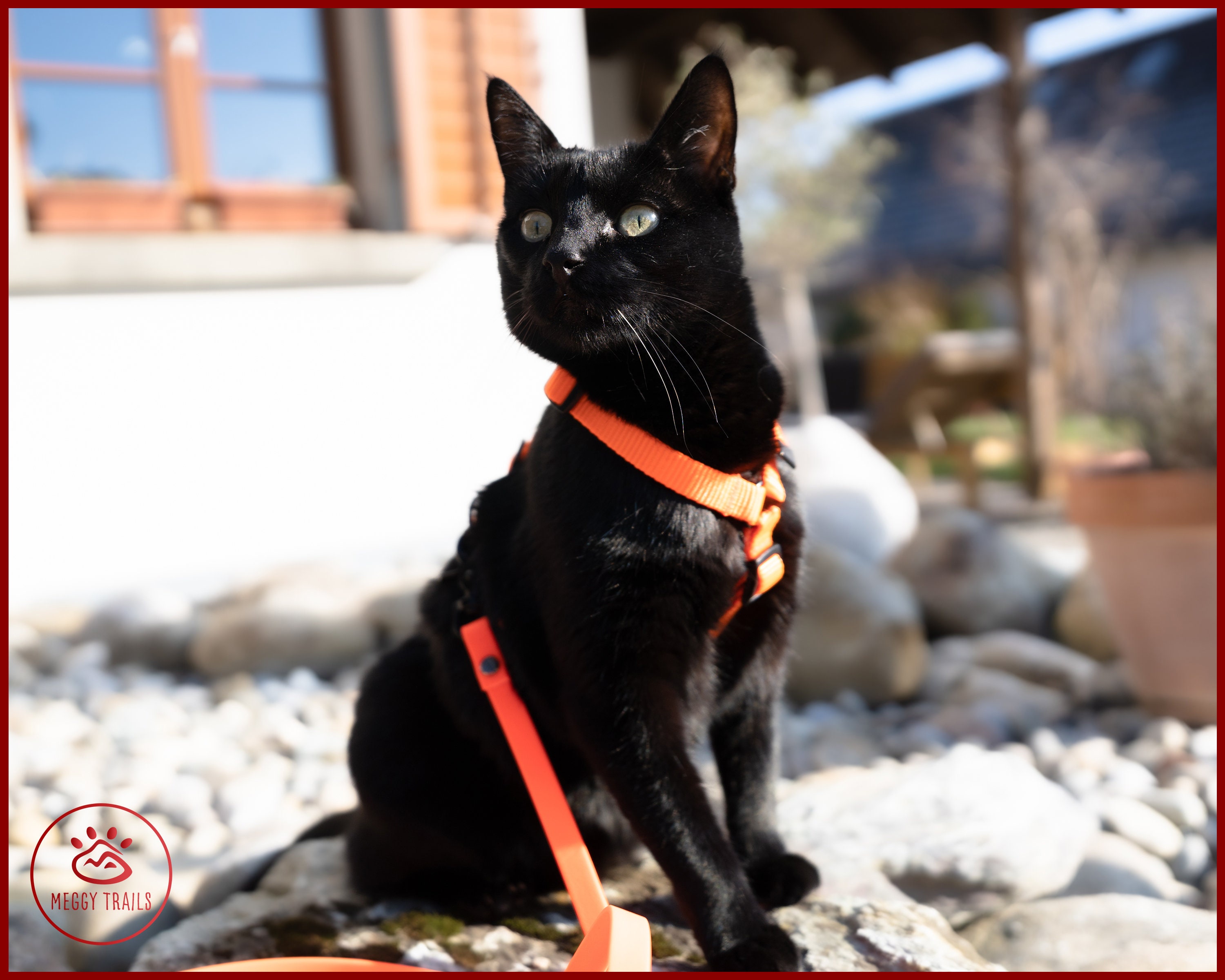 3 legged cat harness sales