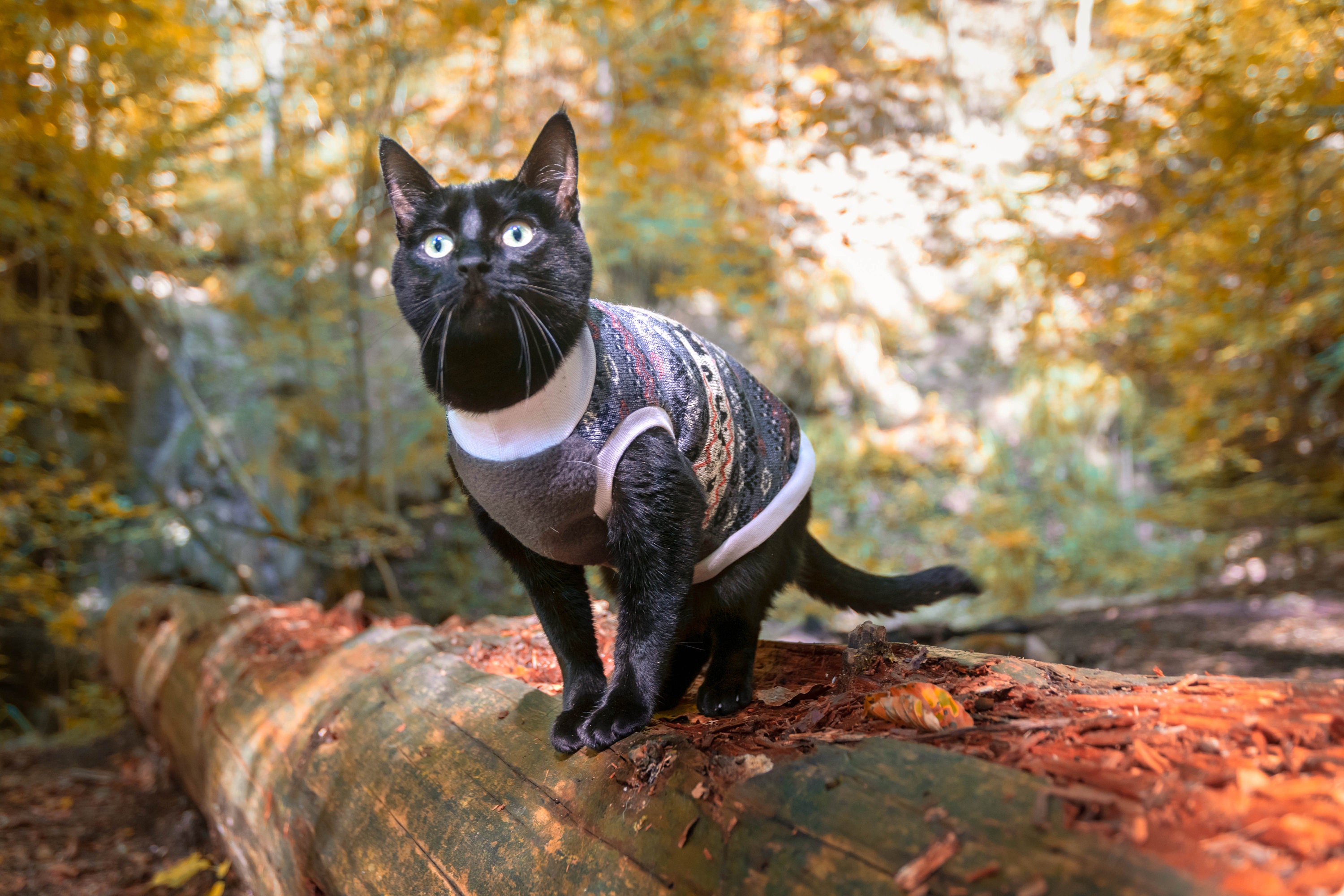 Warm Knit Fleece Cat Sweater Vest - Custom Size Available - Etsy