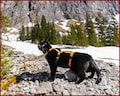 ESCAPE proof CAT HARNESS, Adjustable safety adventure cat harness, secure full body comfortable cat training harness, travel cat gear