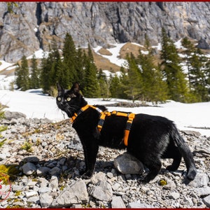 Fluchtsicheres Katzengeschirr, verstellbares Sicherheits-Abenteuer-Katzengeschirr, Katzen-Trainingsgeschirr im Y-Front-H-Stil, Reise-Katzenausrüstung