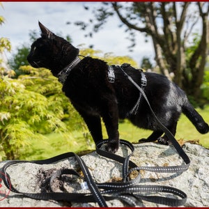Reflective Adventure cat ESCAPE proof harness, harness for cat training, harness with leash for cat