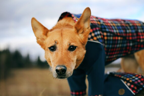 16 Stück Hunde-Shirts Aus Weichem Polyester – ärmellose Basics In Vielen Farben, Größe S, Für Hunde & Katzen