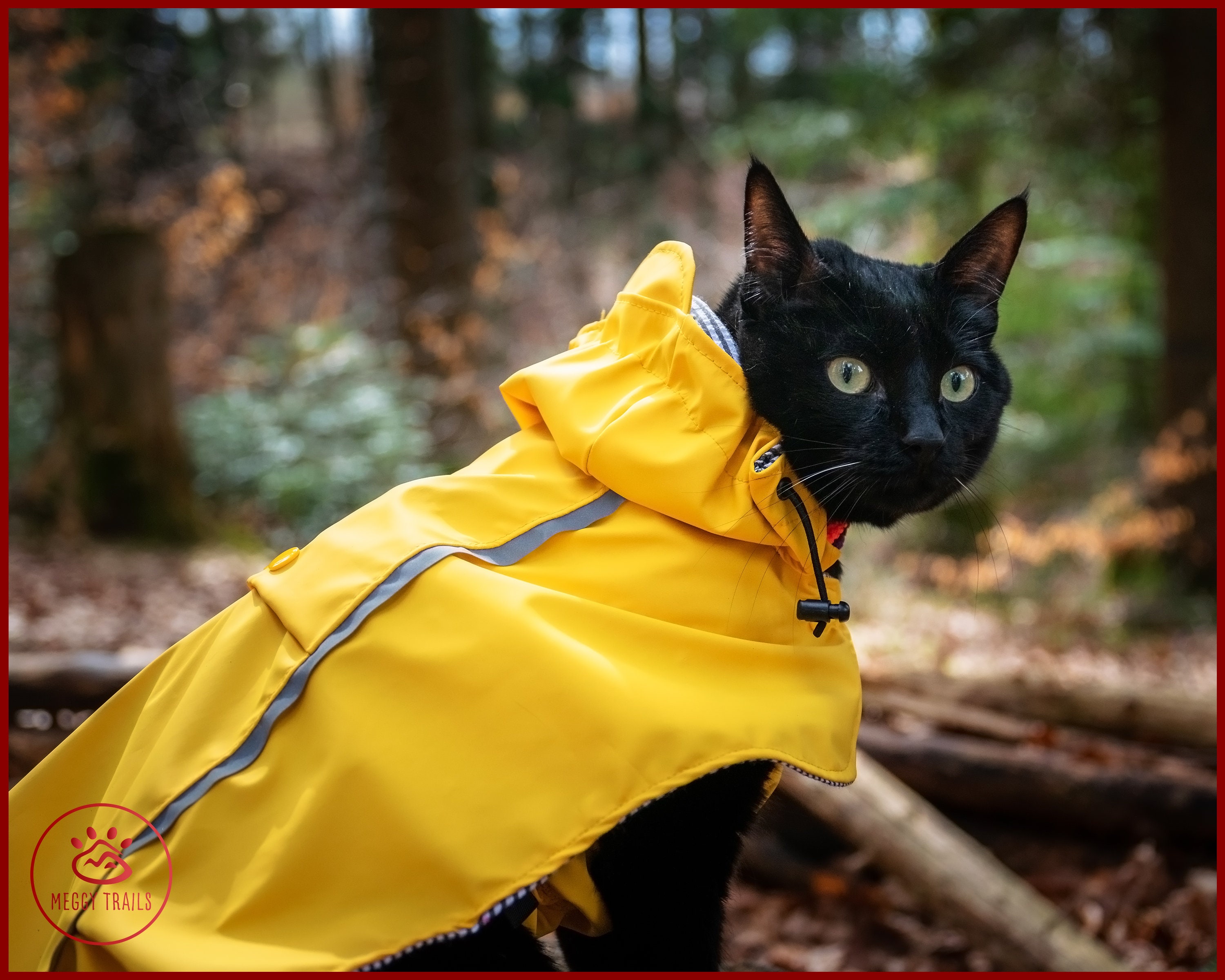 Cute Cat In Raincoat | ubicaciondepersonas.cdmx.gob.mx