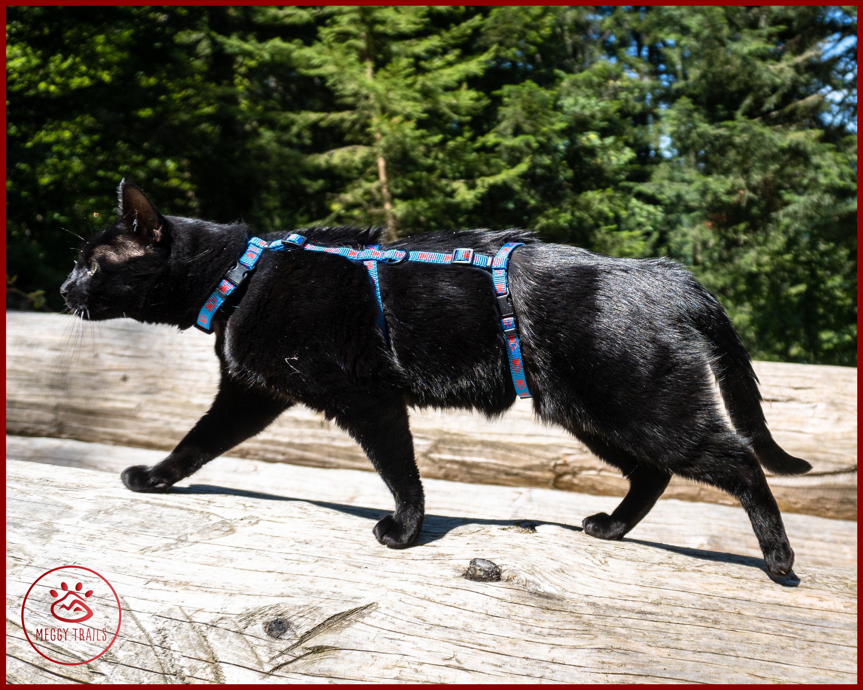 Harnais pour chat Maine coon - Guide meilleur harnais et taille adaptée