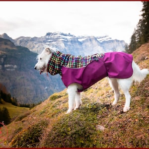 Könnte beinhalten: Ein weißer Hund mit einem lila und karierten Hunde-Mantel steht auf einem grasbewachsenen Hügel mit einer Bergkette im Hintergrund.