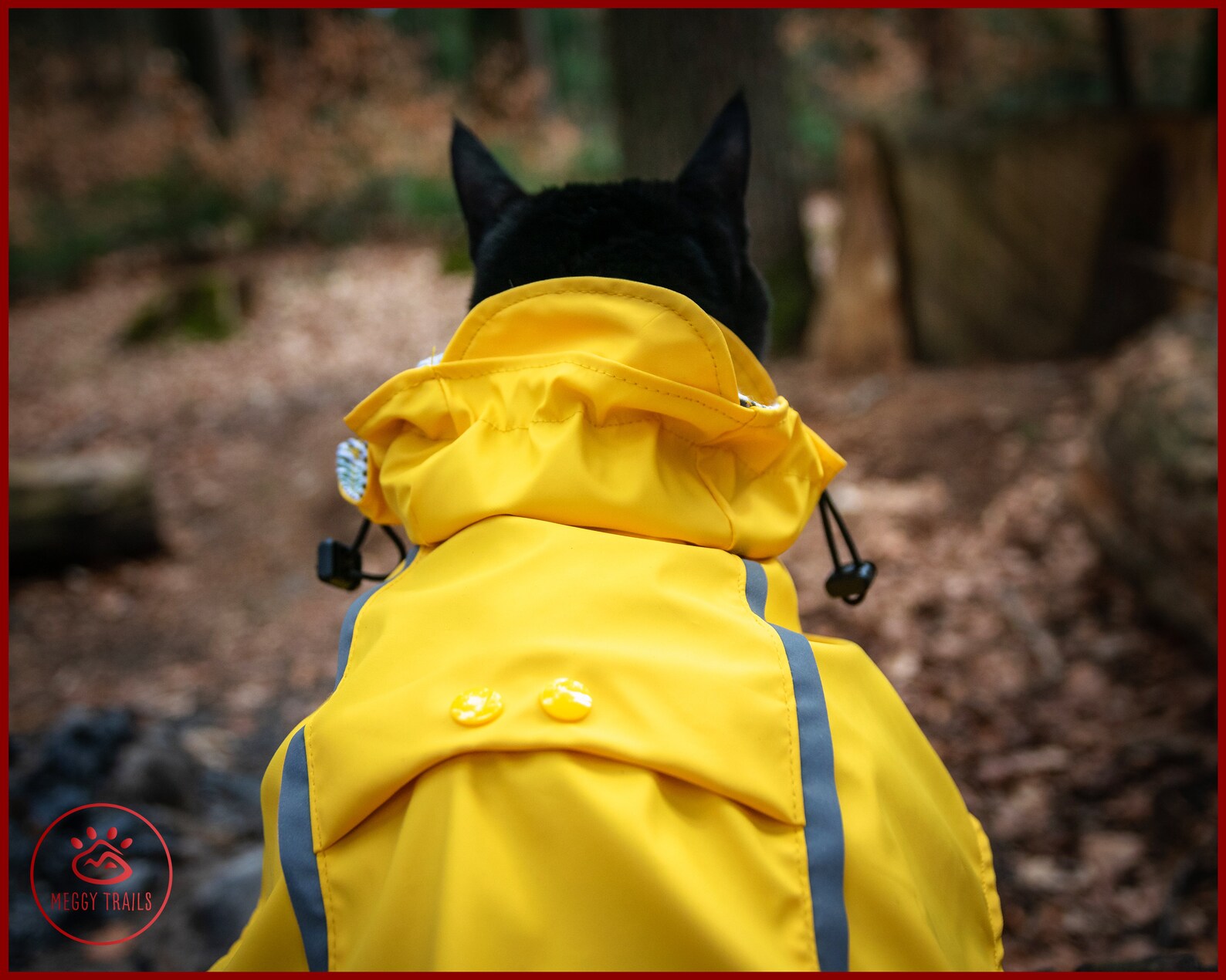 Stylish CAT Rain JACKET Waterproof Cat Coat Yellow Vintage Etsy