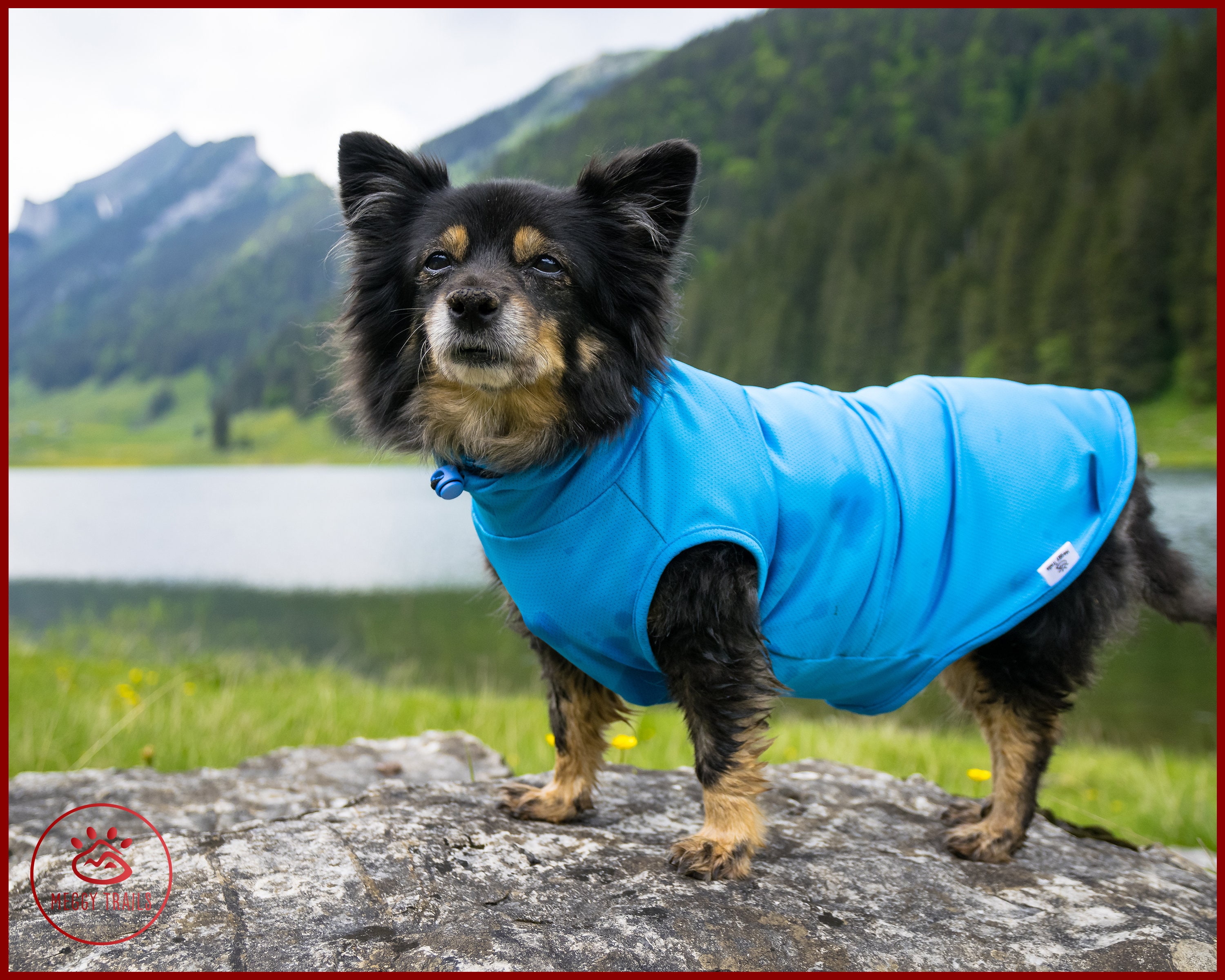  Louie de Coton Sun Shirt for Dogs & Cats, Size: XS, UV  Protection Cooling T-Shirt for Pets, UPF50+ Max Protection from Sunburn