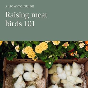 May include: A how-to guide on raising meat birds, with a close-up of a cardboard box filled with fluffy white chicks.