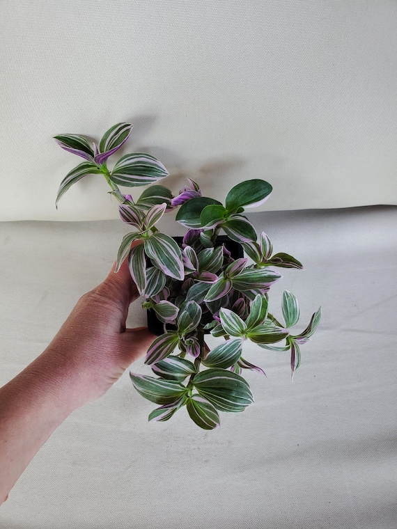 Lilac (Nanouk) Tradescantia