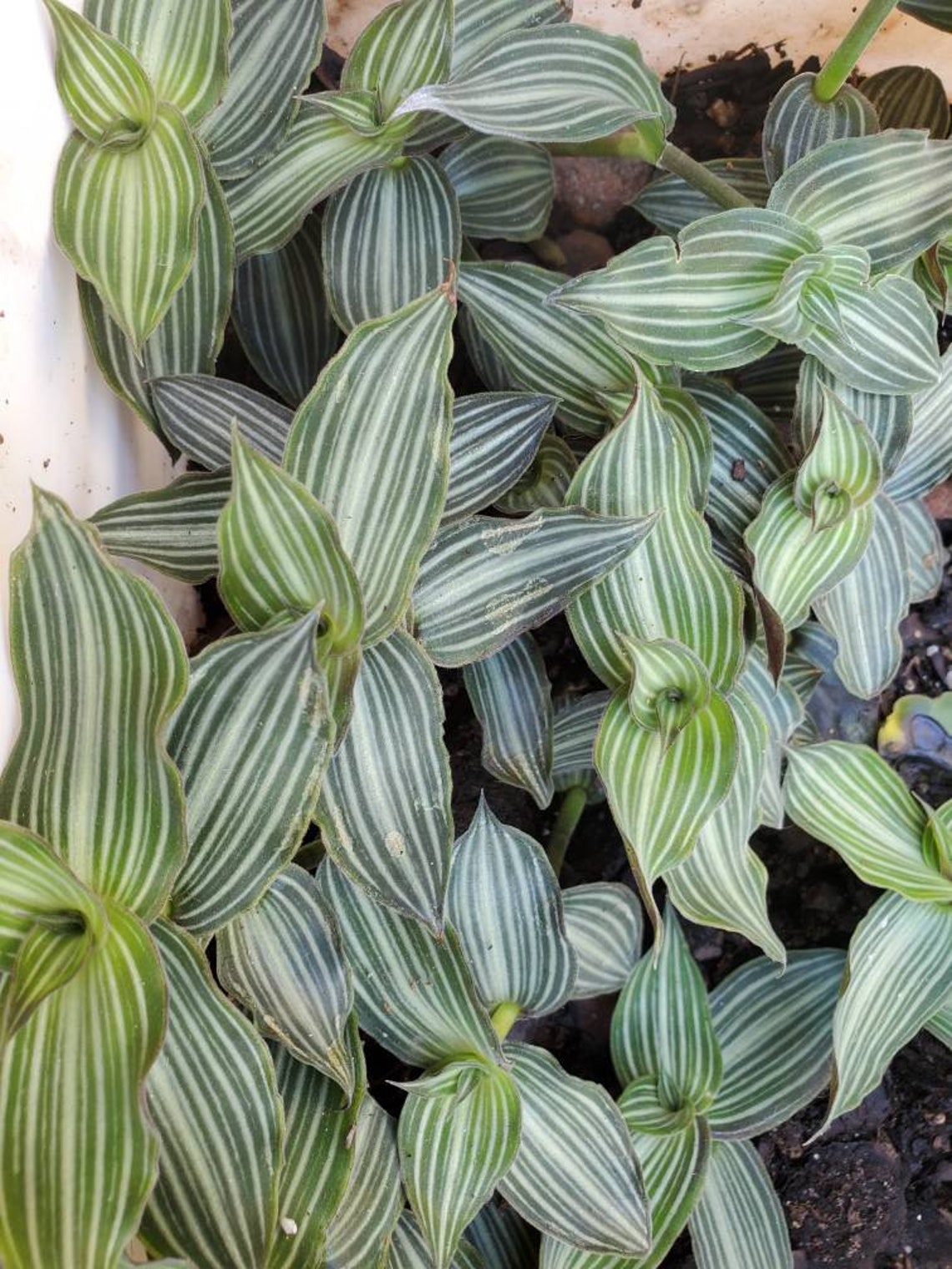 Callisia gentlei verigated elegans aka striped inch plant Etsy