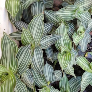 May include: Close-up of a lush green and white striped plant. The leaves are oval-shaped with parallel white stripes, creating a textured pattern. The plant appears healthy and vibrant, with a mix of light and dark green hues.