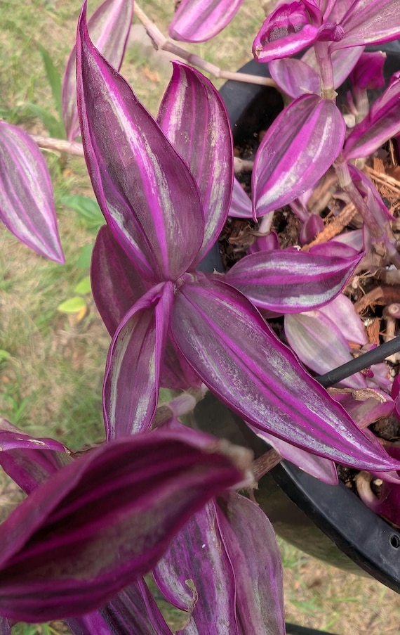 Tradescantia Pink Paradise