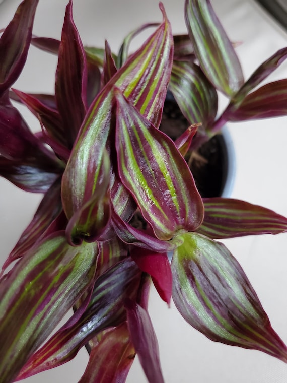 Tradescantia Zebrina Tikal