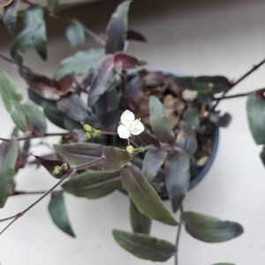 May include: A single white flower with yellow centers blooms on a plant with dark green and purple leaves.