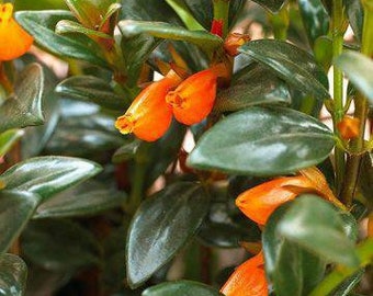 Nematanthus Goldfish Plant ‘Black Gold’