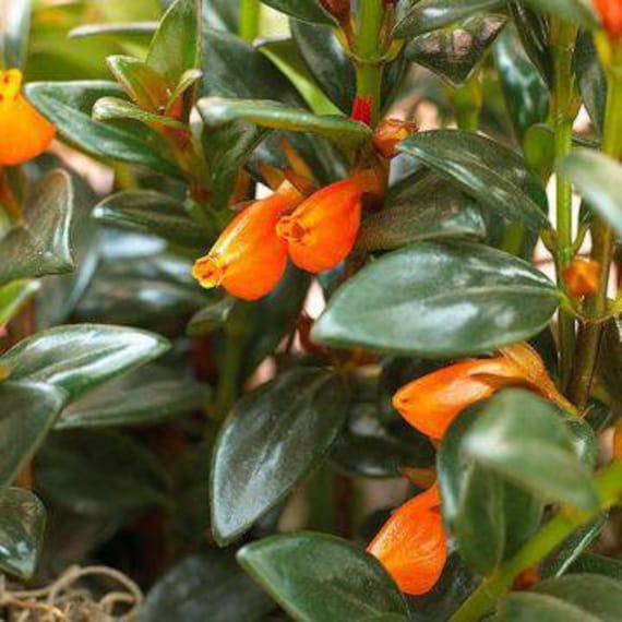 Nematanthus Goldfish Plant ‘Black Gold’