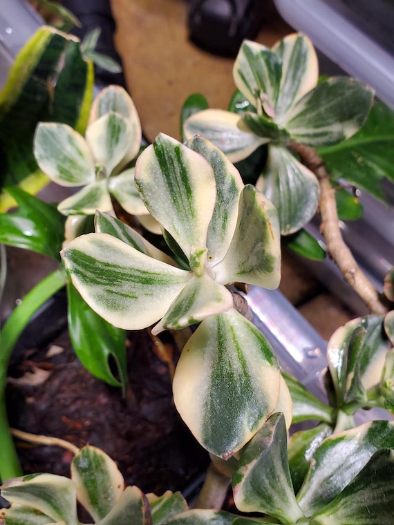 Variegated Jade Cuttings