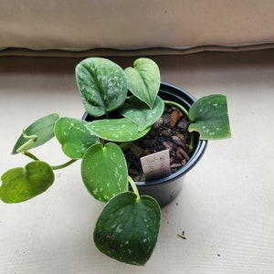 Scindapsus Pictus Silvery Ann & Philodendron Brandtianum - Etsy Scindapsus Pictus Silvery Ann & Philodendron Brandtianum - Etsy