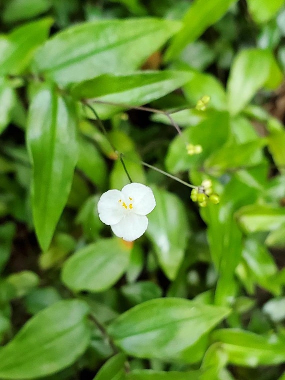Tradescantia Tahitian Bridal Veil