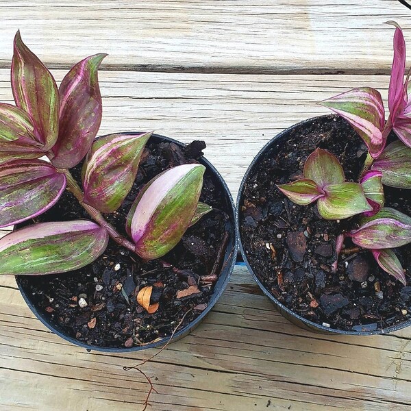 Tradescantia Multicolor Discolor zebrina