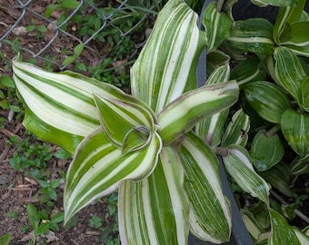 Callisia Congesta Variegata Dragon Tail