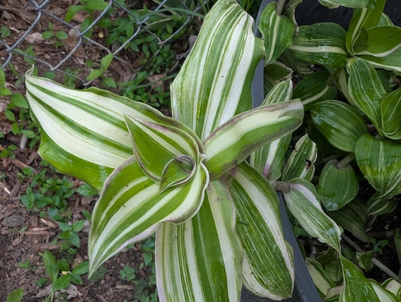 Callisia Congesta Variegata Dragon Tail