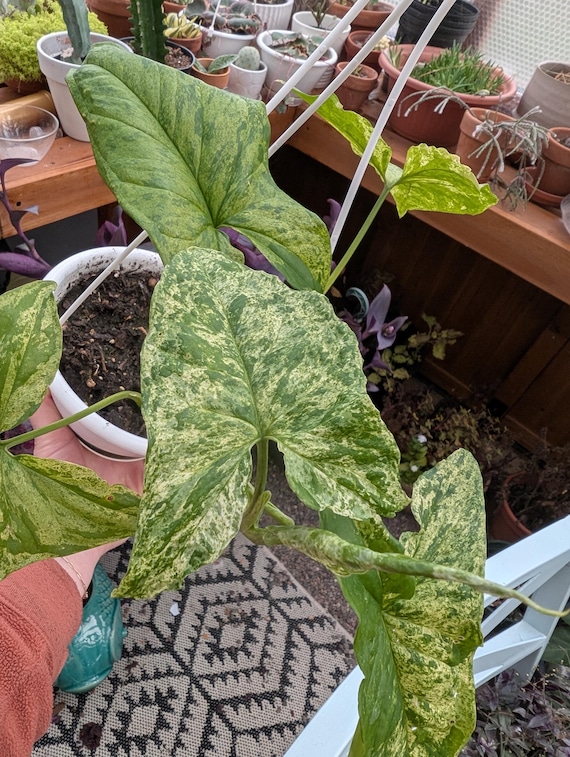 Syngonium Mojito
