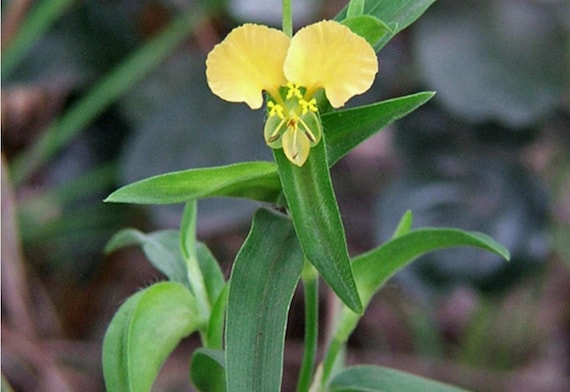 Commelina Africana