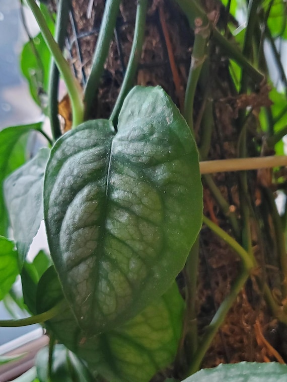 Monstera Siltepecana Cuttings