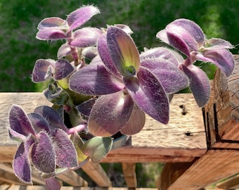 Tradescantia Pallida ‘Pale Puma’ Cuttings