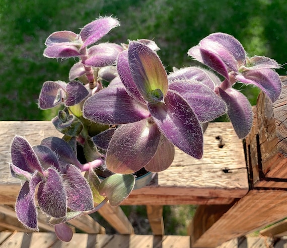 Tradescantia Pallida ‘Pale Puma’ Cuttings