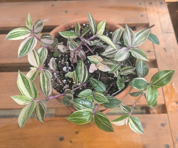 Tradescantia Tricolor