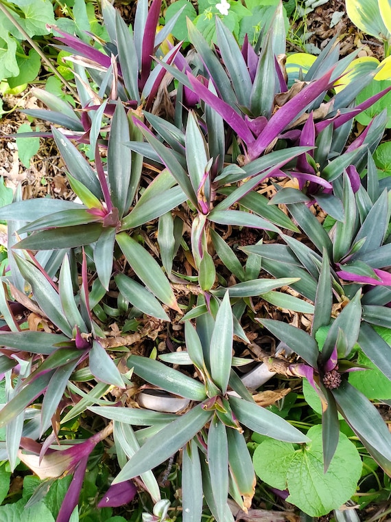 Tradescantia spathacea