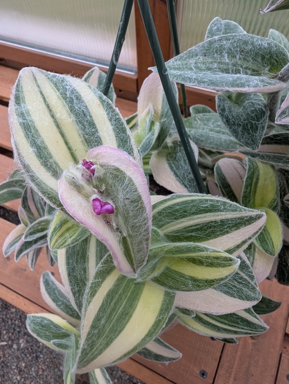 Tradescantia Sillamontana 'White Velvet' Variegata