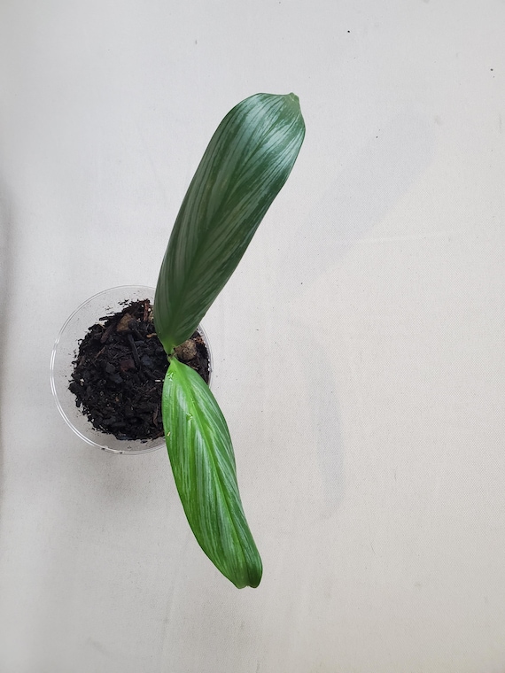 Silver Epipremnum Amplissimum